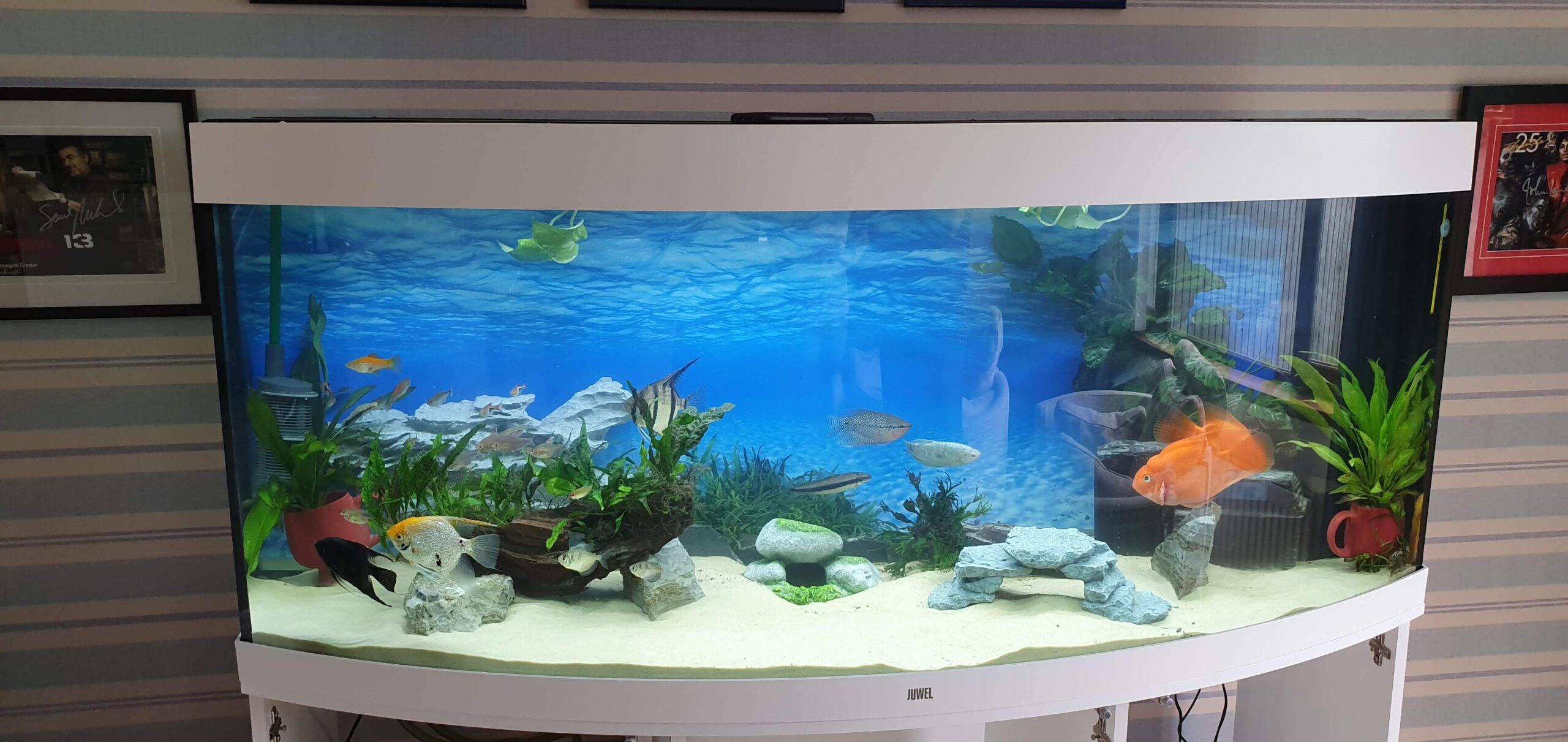 Aquarium setup