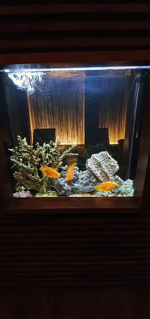 Planted aquarium