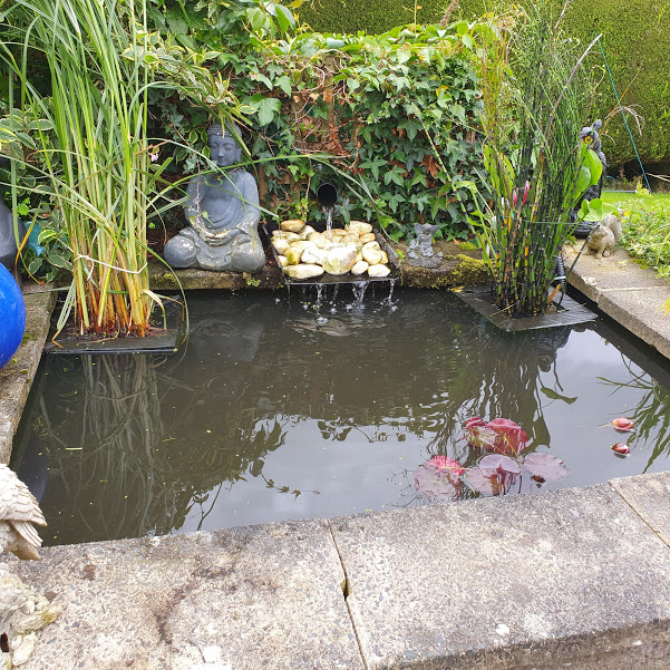 Garden pond