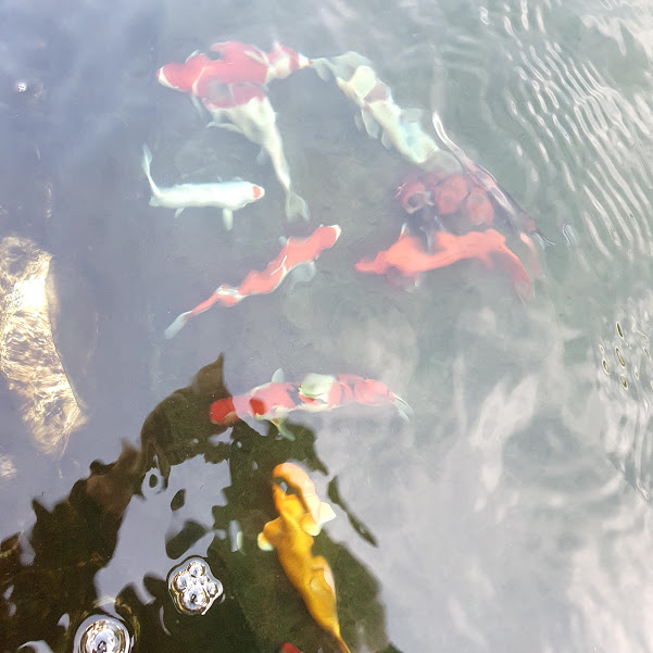 Pond fish
