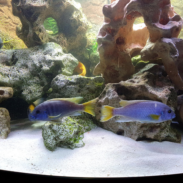 Cichlid pair