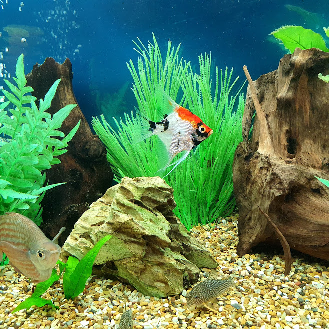 Angel fish