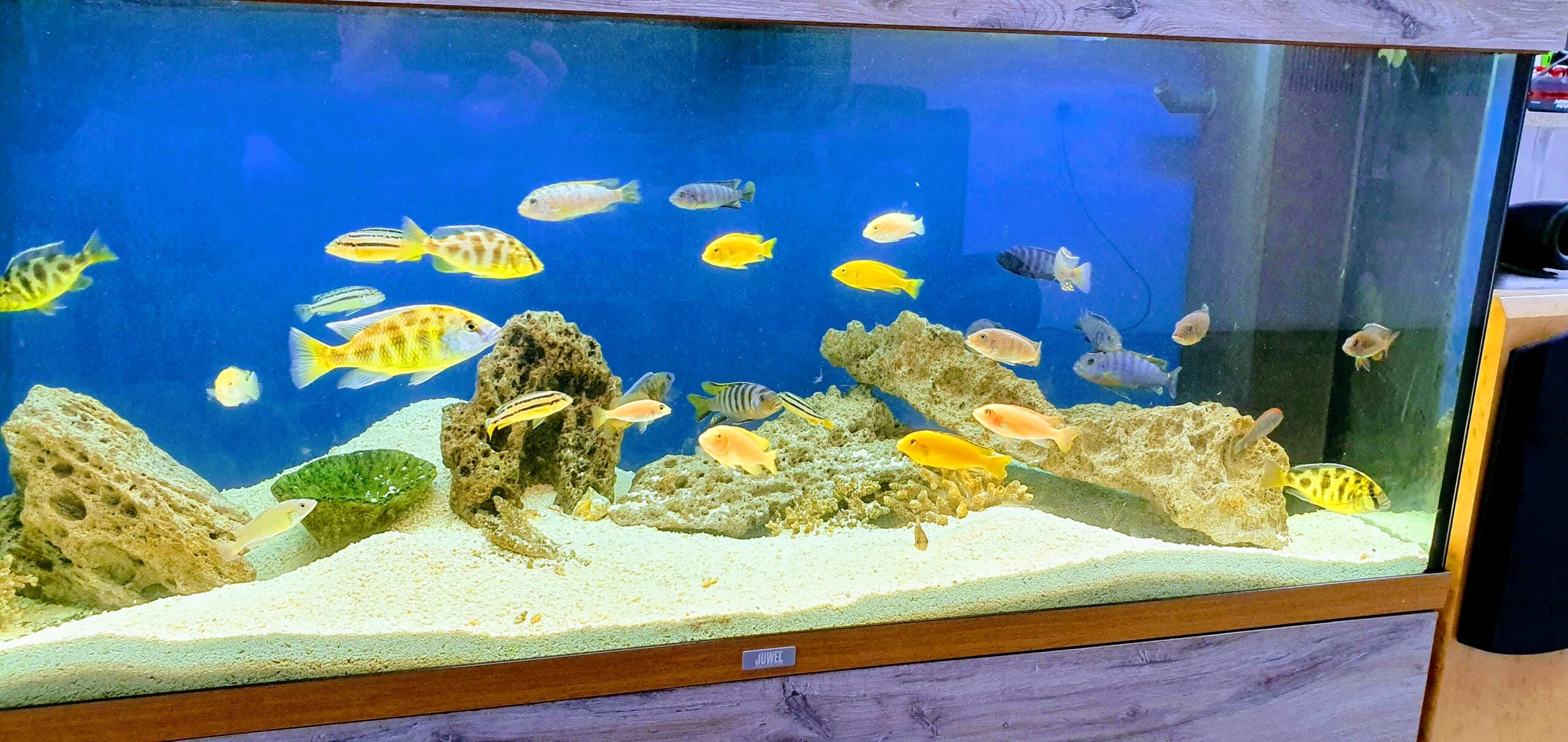 Aquarium effects