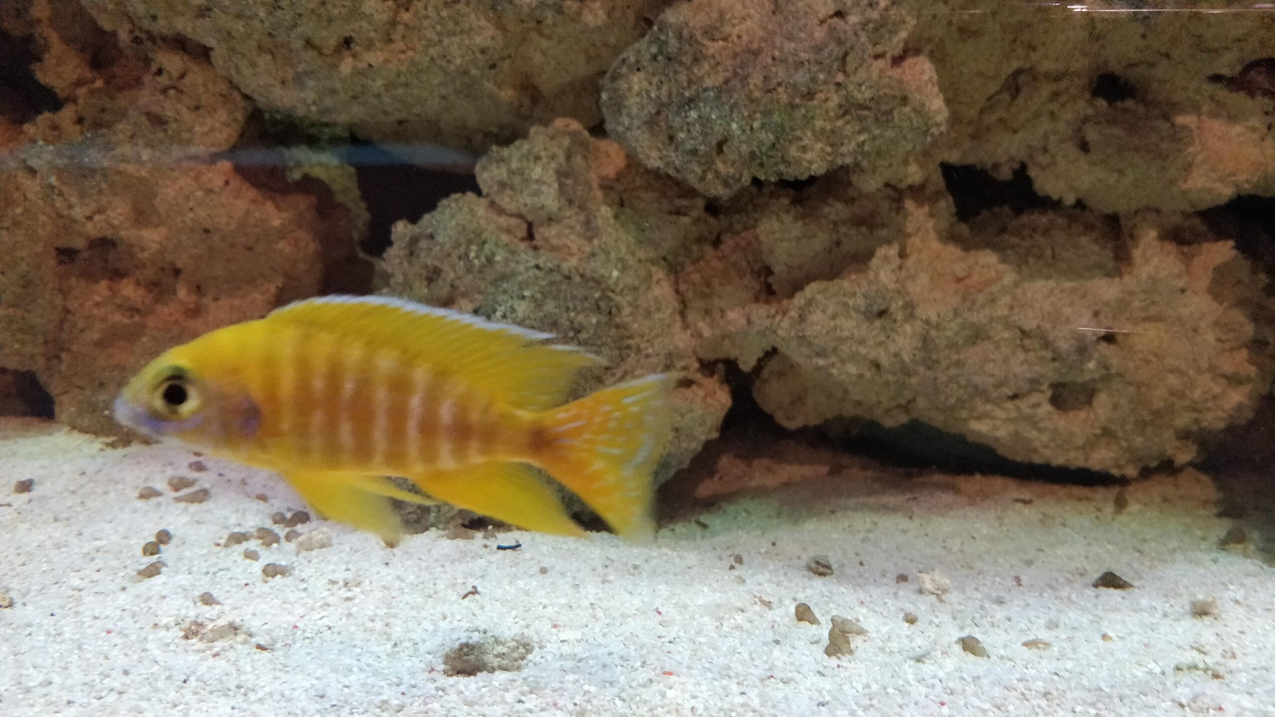 Tropical tank