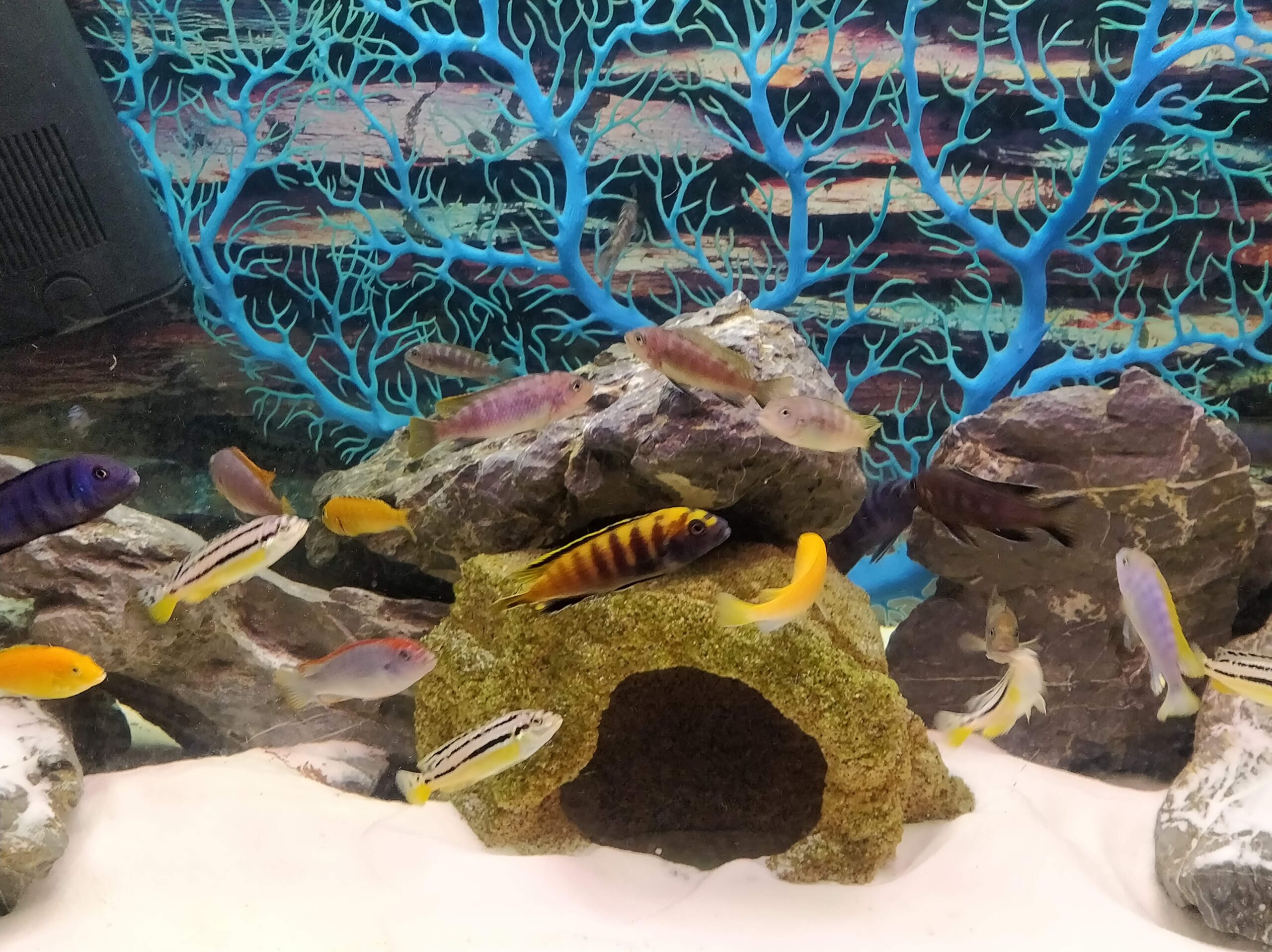 Tropical aquarium