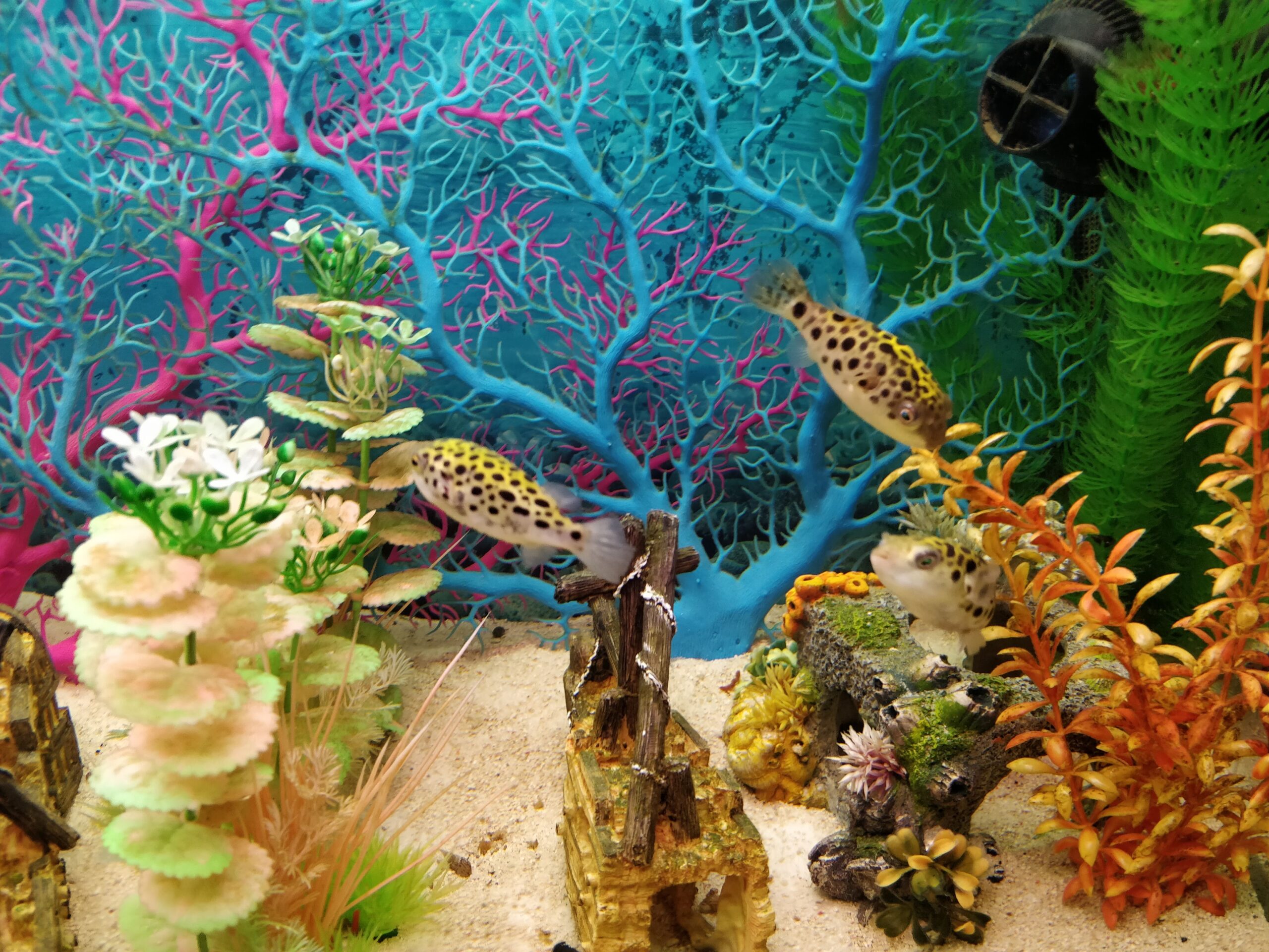 Aquarium setup