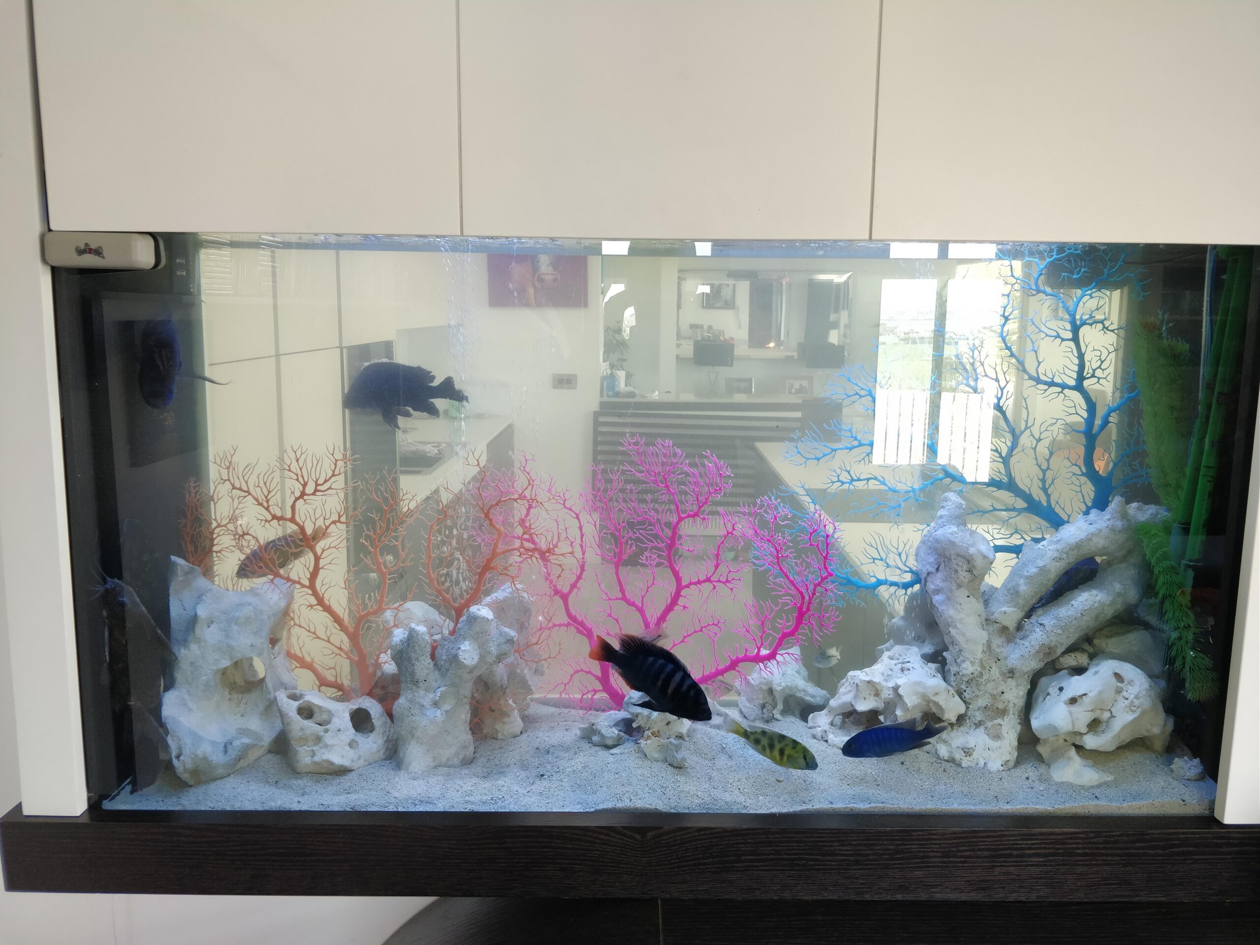 Fish tank