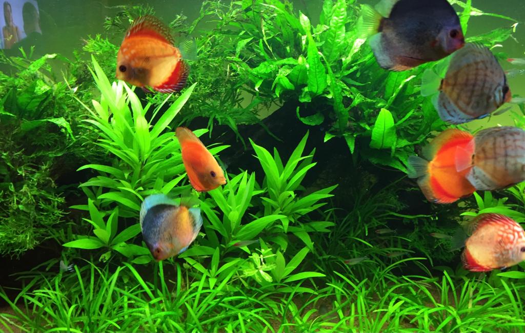 Freshwater aquarium