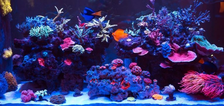 Marine aquarium